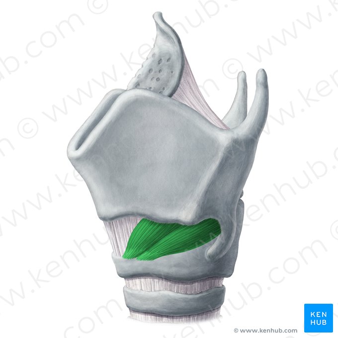 Musculus cricothyroideus (Ringknorpel-Schildknorpel-Muskel); Bild: Yousun Koh