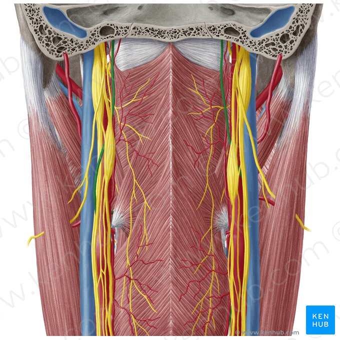 Nervus hypoglossus (Unterzungennerv); Bild: Yousun Koh