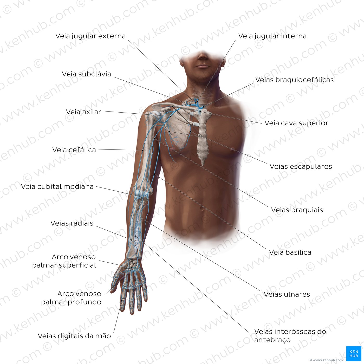 Main veins of the upper limb