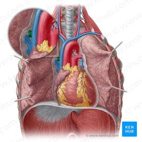 Artéria pulmonar direita (Arteria pulmonalis dextra); Imagem: Yousun Koh