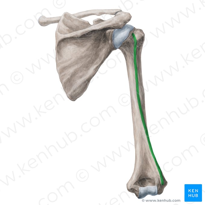 Lateral border of humerus (Margo lateralis humeri); Image: Yousun Koh