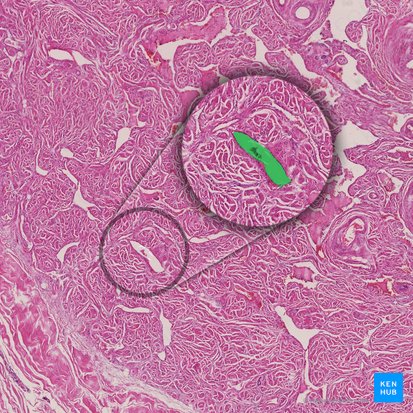 Vaso sinusoidal do corpo cavernoso (Vas sinusoideum corporis cavernosi); Imagem: 