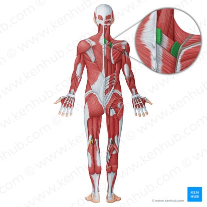 Músculo romboide menor (Musculus rhomboideus minor); Imagem: Irina Münstermann