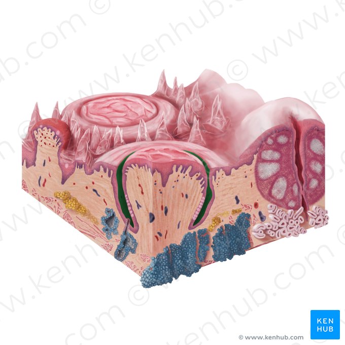Sulcus of papilla (Sulcus papillae); Image: Begoña Rodriguez