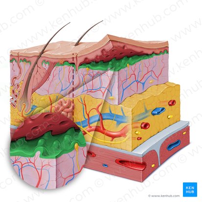 Camada papilar da derme (Stratum papillare dermis); Imagem: Paul Kim