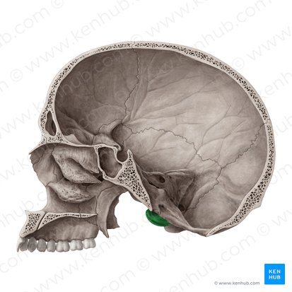 Cóndilo occipital (Condylus occipitalis); Imagen: Yousun Koh