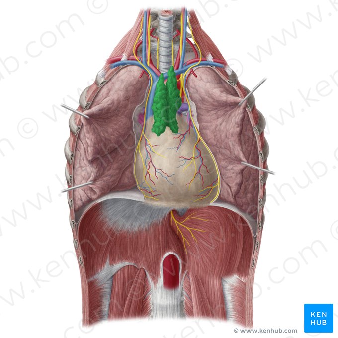 Timo (Thymus); Imagem: Yousun Koh