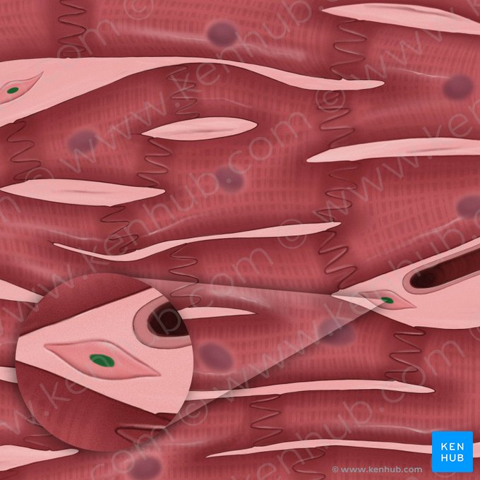 Fibroblast nucleus (Nucleus fibroblasti); Image: Tal Bavli Ziv