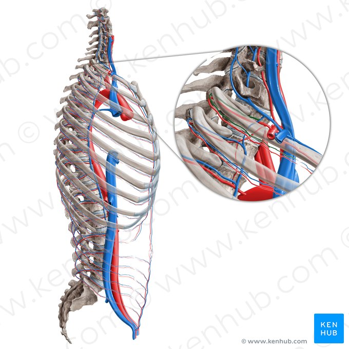 Veia intercostal suprema (Vena intercostalis suprema); Imagem: Paul Kim