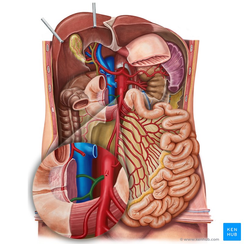 Inferior pancreaticoduodenal artery (Arteria pancreaticoduodenalis inferior)
