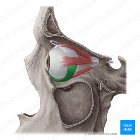 Músculo oblíquo inferior (Musculus obliquus inferior); Imagem: Yousun Koh