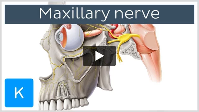 Trigemial nerve illustration. Ophtalmic, Maxillary and mandibular nerve  Stock Illustration