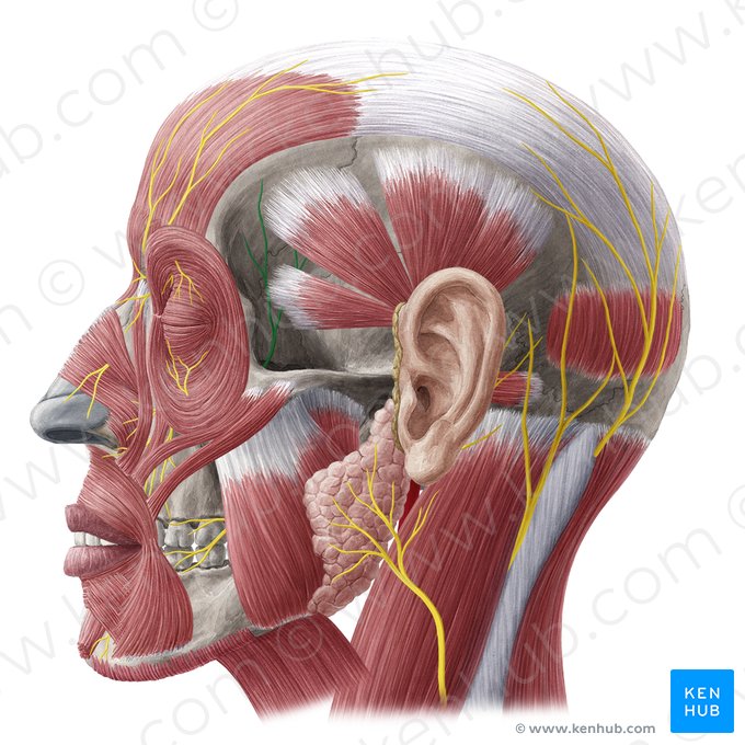 Ramo cigomaticotemporal del nervio cigomático (Nervus zygomaticotemporalis); Imagen: Yousun Koh