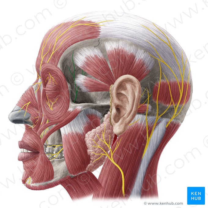 Ramo zigomaticotemporal do nervo zigomático (Nervus zygomaticotemporalis); Imagem: Yousun Koh