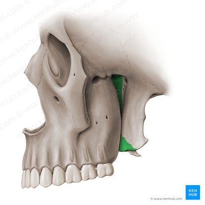 Palatine bone (Os palatinum); Image: Paul Kim