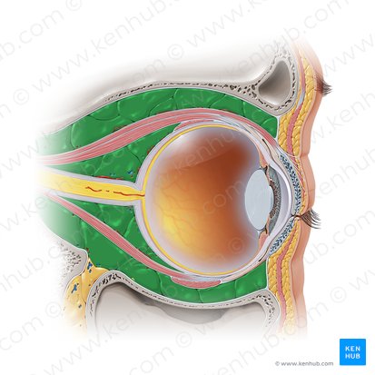 Gordura retrobulbar (Corpus adiposum orbitae); Imagem: Paul Kim