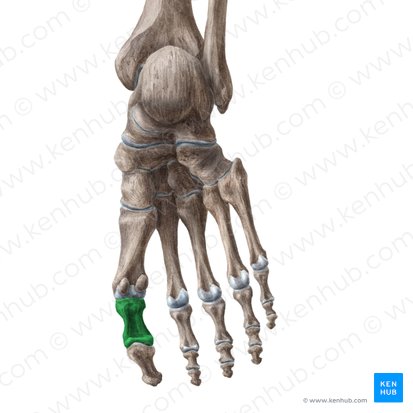 Phalanx proximalis hallucis (Grundglied des großen Zehs); Bild: Liene Znotina