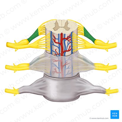 Posterior root of spinal nerve (Radix posterior nervi spinalis); Image: Rebecca Betts
