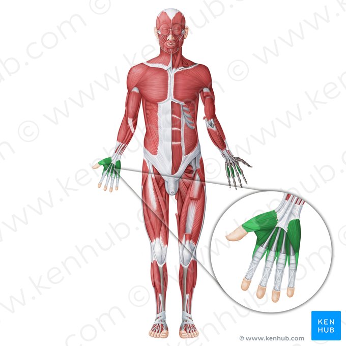 Muscles de la main (Musculi manus); Image : Irina Münstermann