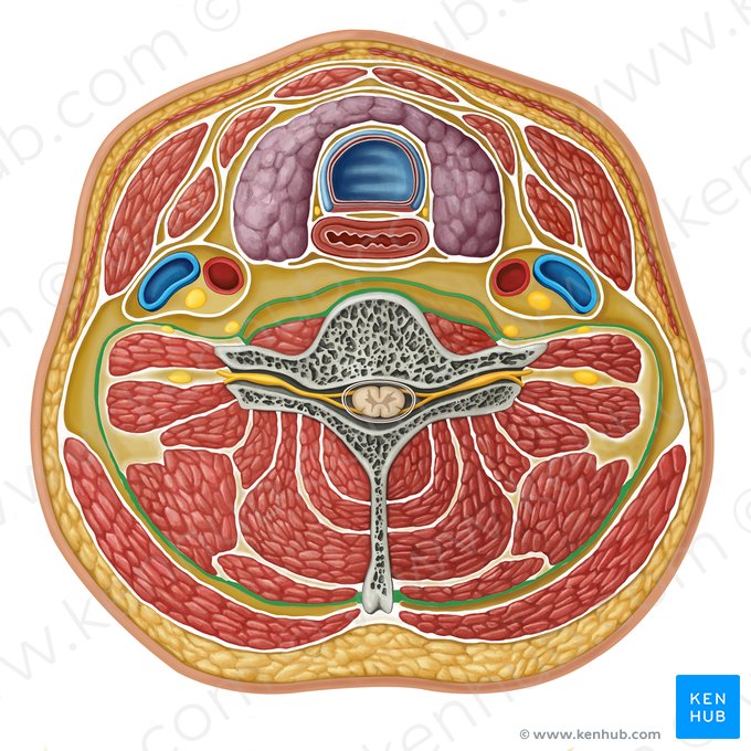 Lámina profunda de la fascia cervical profunda (Lamina profunda fasciae cervicalis profundae); Imagen: Irina Münstermann
