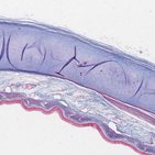 Trachea histology