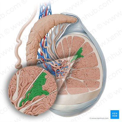 Tubules séminifères contournés (Tubulus seminifer contortus); Image : Paul Kim