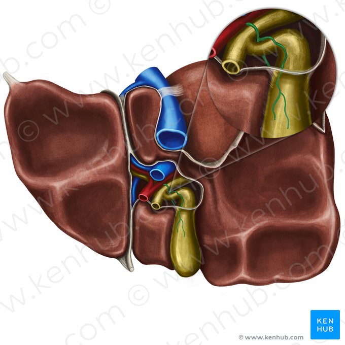 Arteria cystica (Gallenblasenarterie); Bild: Irina Münstermann