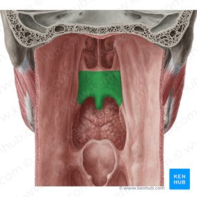 gaumen-anatomie-funktion-lippen-kiefer-gaumenspalte-kenhub