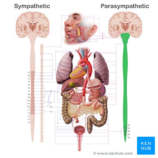 Parasympathetic nervous system anatomy