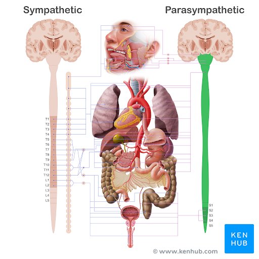 Anatomie du système nerveux parasympathique