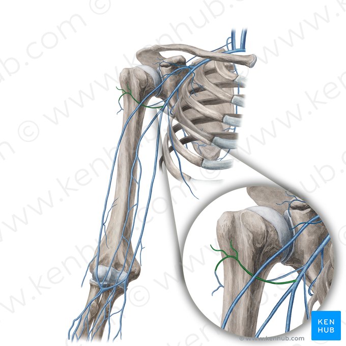 Veia circunflexa anterior do úmero (Vena circumflexa anterior humeri); Imagem: Yousun Koh