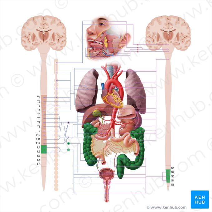 Large intestine (Intestinum crassum); Image: Paul Kim