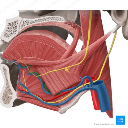 Deep lingual artery (Arteria profunda linguae); Image: Begoña Rodriguez