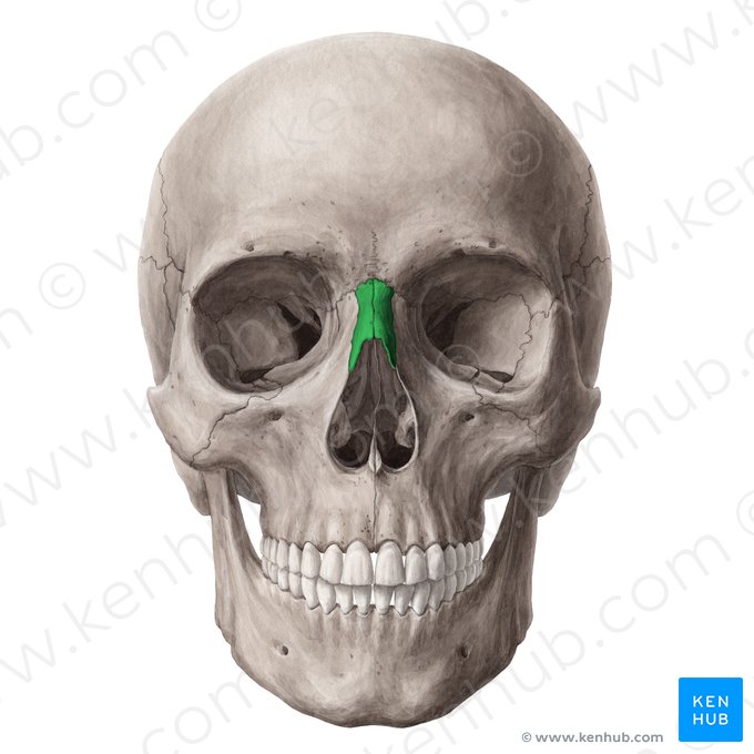 Nasal bone (Os nasale); Image: Yousun Koh