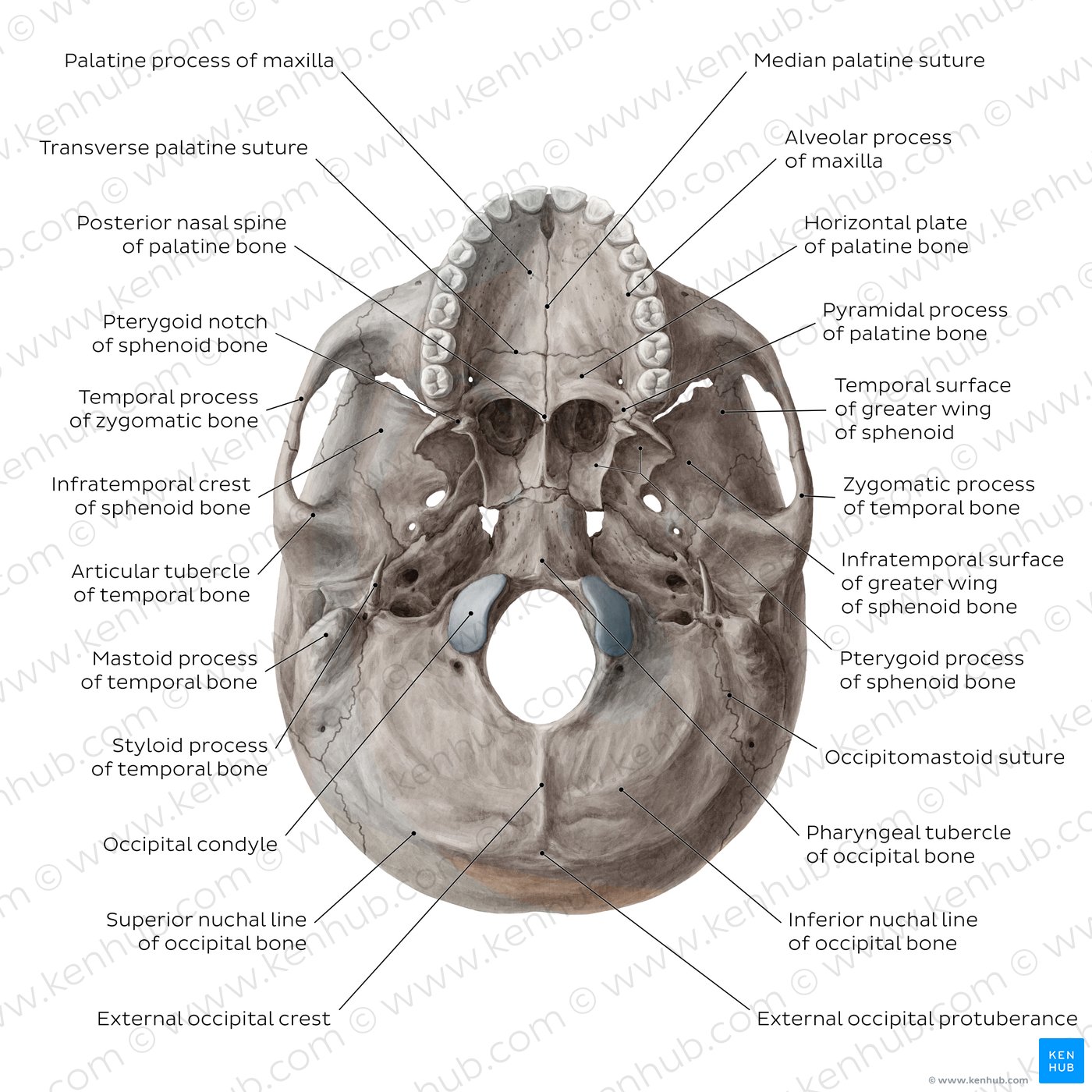 Inferior view of base of the skull