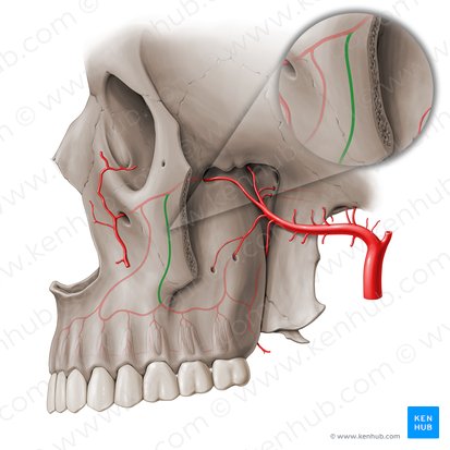 Artéria alveolar superior média (Arteria alveolaris superior media); Imagem: Paul Kim