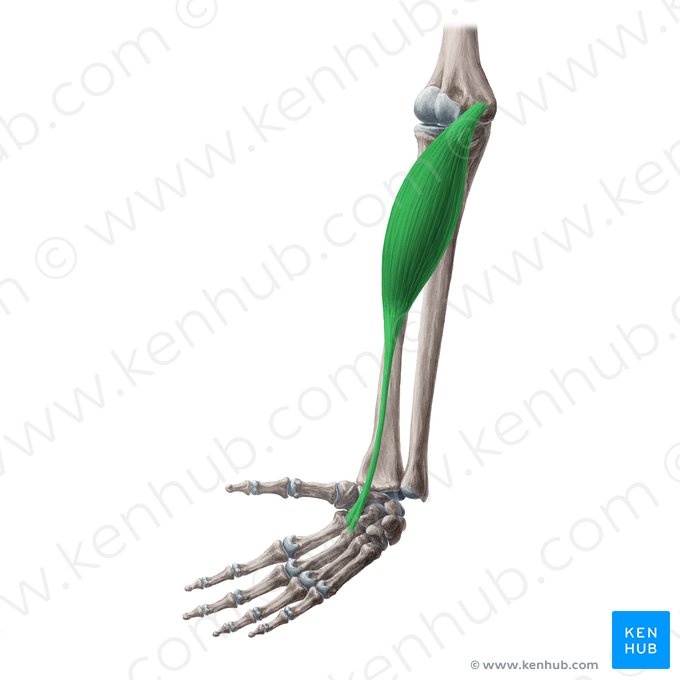 Músculo flexor radial do carpo (Musculus flexor carpi radialis); Imagem: Yousun Koh