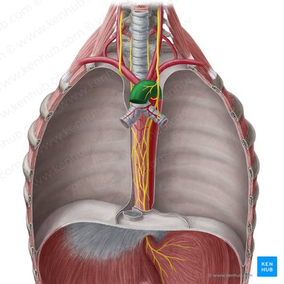 Arco aórtico (Arcus aortae); Imagen: Yousun Koh