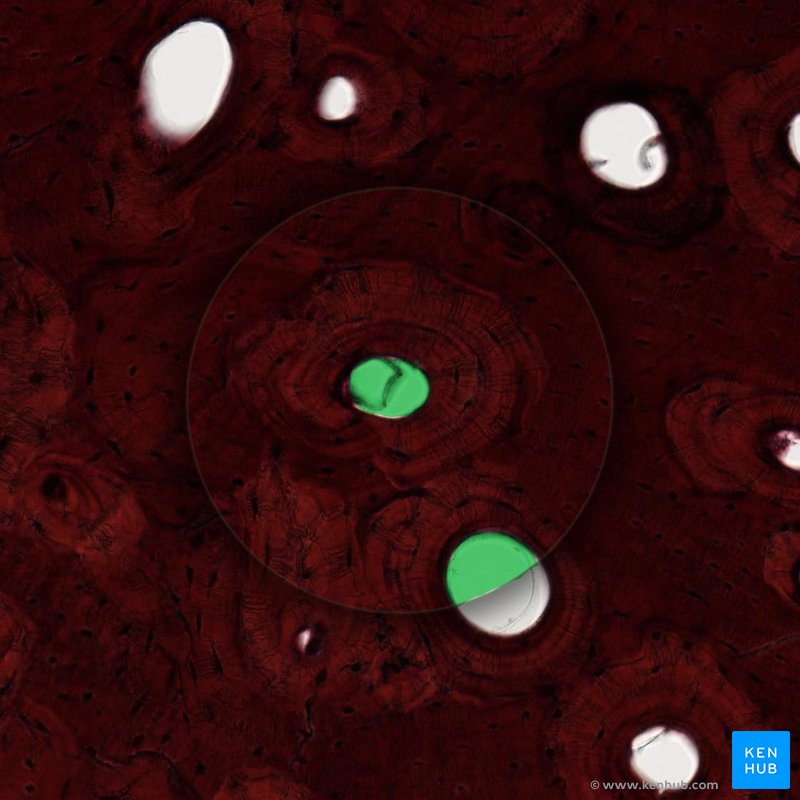 Haversian canal - histological slide