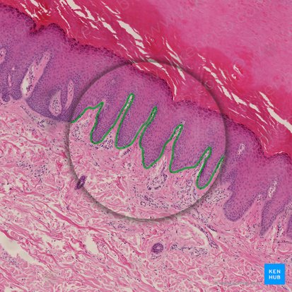 Basement membrane (Membrana basalis); Image: 