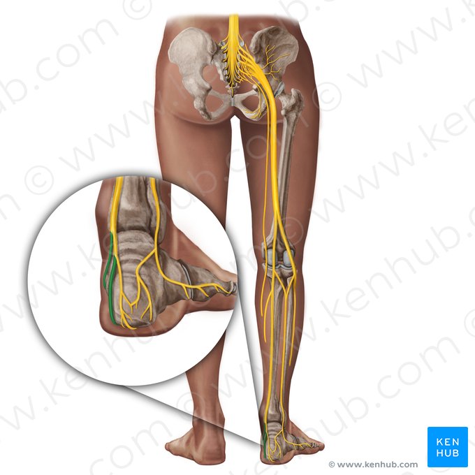 Plantar nerves (Nervi plantares); Image: Paul Kim