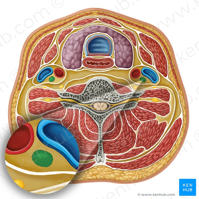 Vagus nerve (Nervus vagus); Image: Irina Münstermann