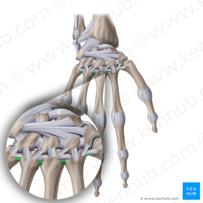 Ligamentos metacarpais interósseos (Ligamenta metacarpea interossea); Imagem: Paul Kim