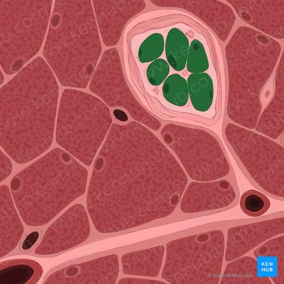 Fibras musculares intrafusales (Myofibrae intrafusales fusi neuromuscularis); Imagen: Tal Bavli Ziv