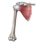 Subscapularis muscle