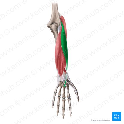 Músculo extensor radial corto del carpo (Musculus extensor carpi radialis brevis); Imagen: Yousun Koh