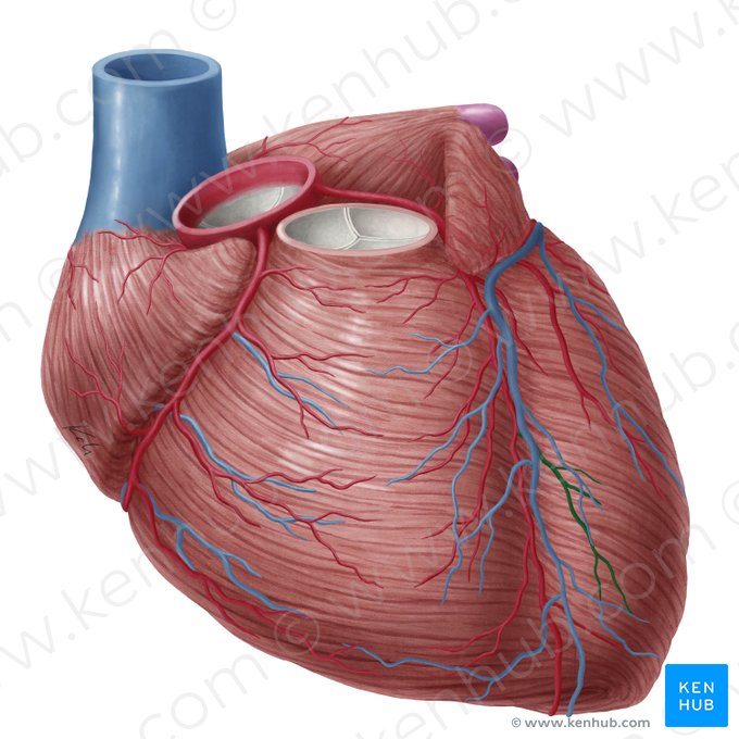 Diagonal branch of anterior interventricular artery (Ramus diagonalis arteriae interventricularis anterioris); Image: Yousun Koh