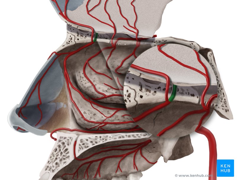 Anterior ethmoidal artery - medial view