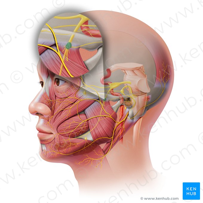 Ganglio ótico (Ganglion oticum); Imagen: Paul Kim