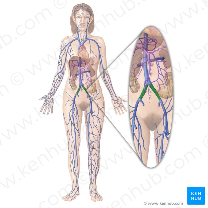 Common iliac vein (Vena iliaca communis); Image: Begoña Rodriguez